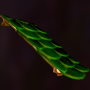 クローバーの屋根.png